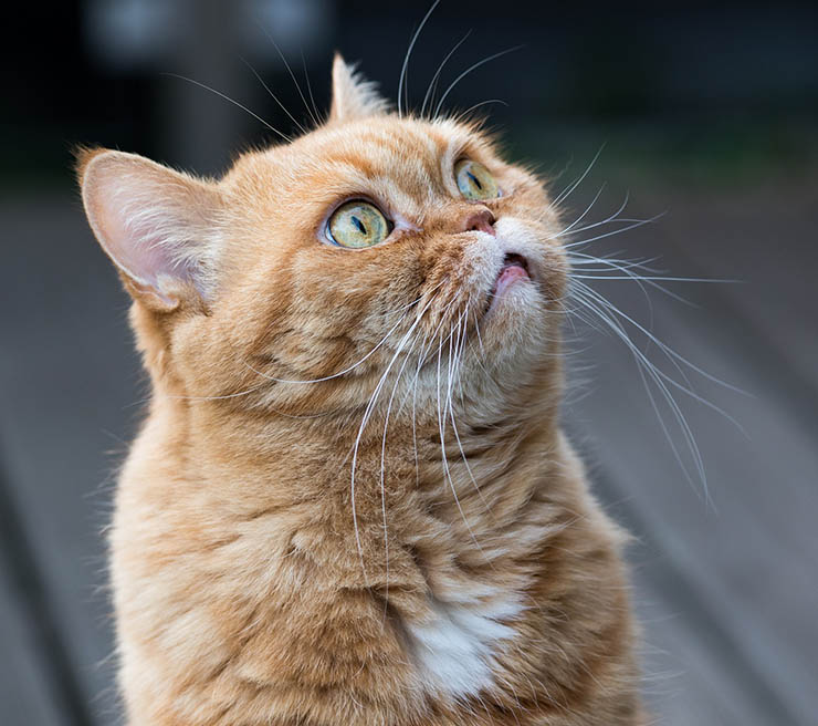 San Quirino gatto